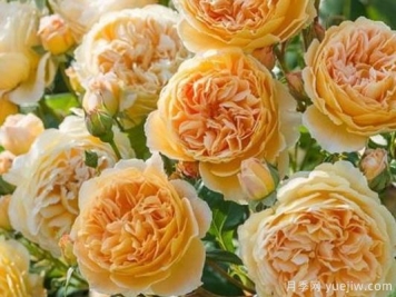 大花香水月季的养护方法，分享10种花香飘满屋