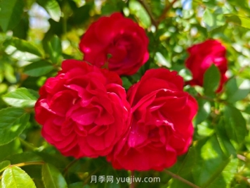 月季红木香爆花机器，花艳丽花量大花期长