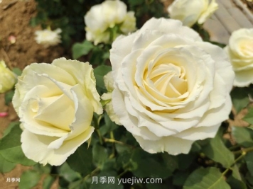 十一朵白玫瑰的花语和寓意