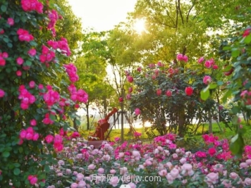 上海前滩休闲公园，月季花海盛景等你赏