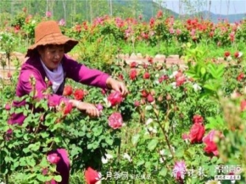 山东淄博沂源60亩月季花竞放，美丽产业助推特色乡村旅游