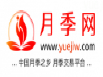 中国上海龙凤419，月季品种介绍和养护知识分享专业网站